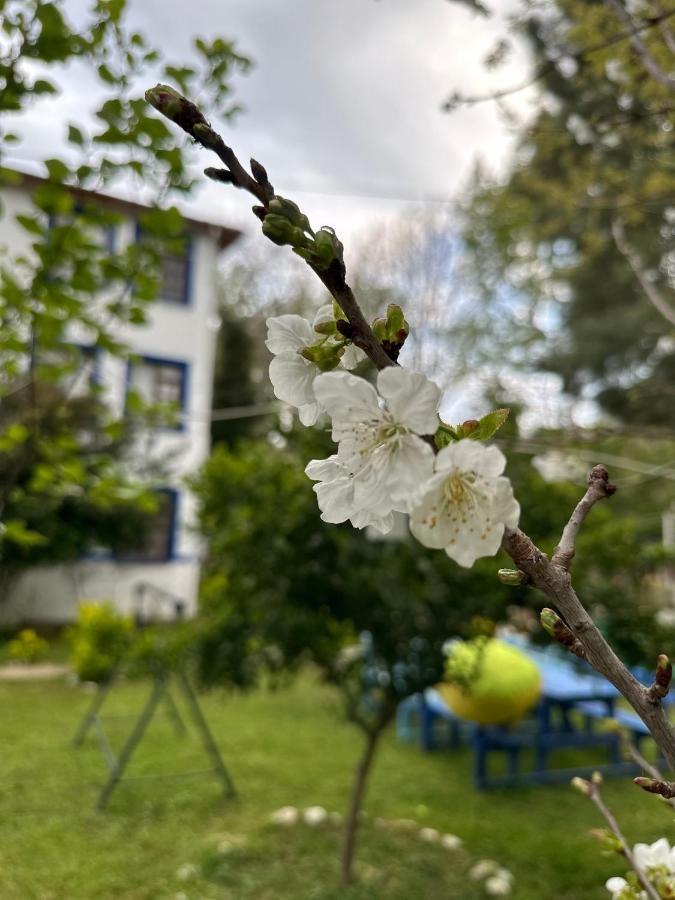 Sakliderebutikotel Edremit  Exteriér fotografie